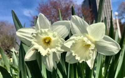 Daffodils of Chicago