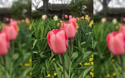 Tulips and the Authentic Self