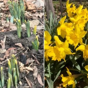 spring tulips in bloom