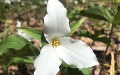 Millions of Trilliums