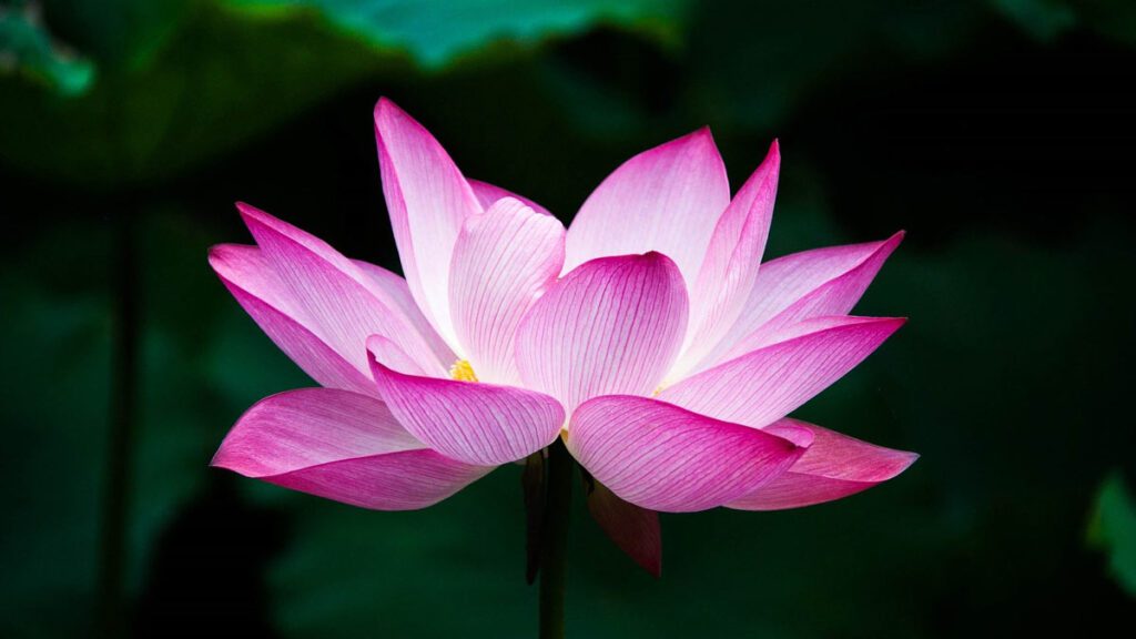  pink lotus flower blooming