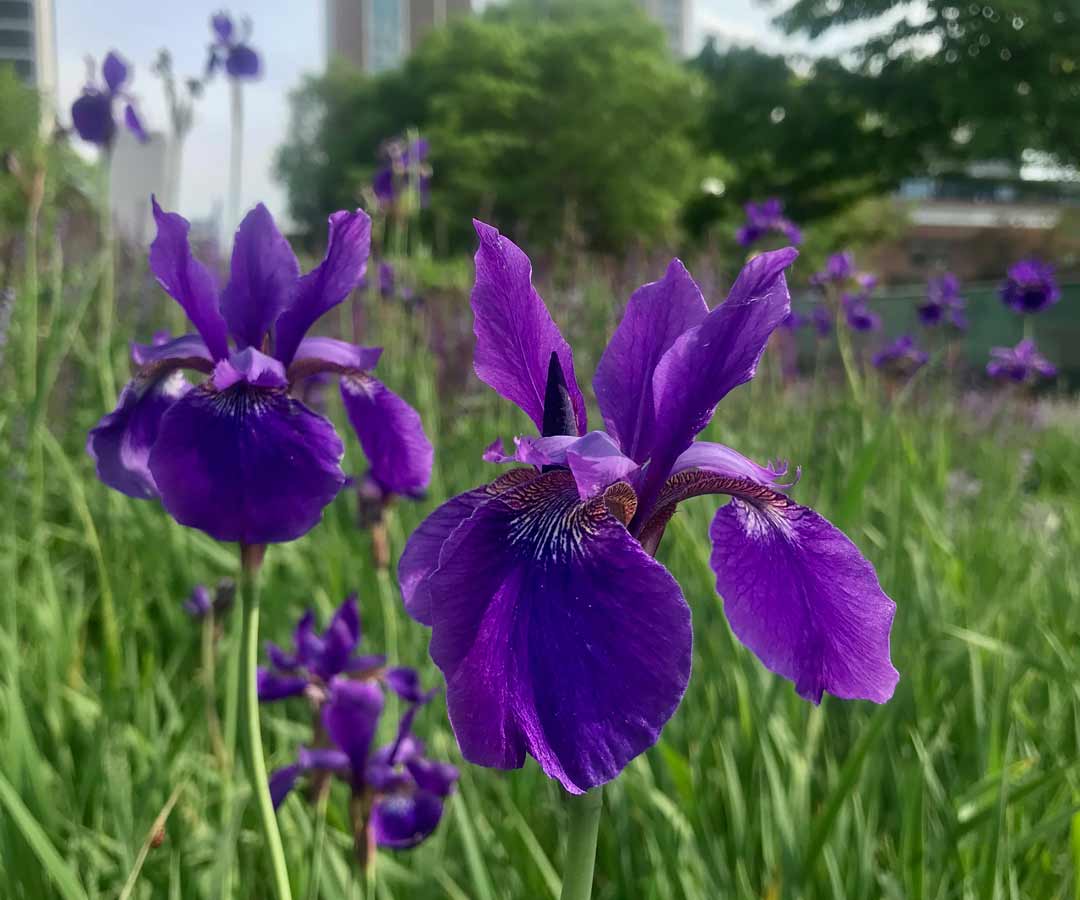 Purple Dutch irises in Lincoln Park in the Old Town Neighborhood of Chicago