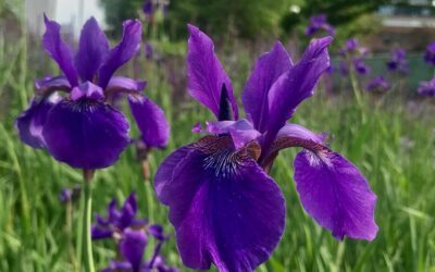 Irises