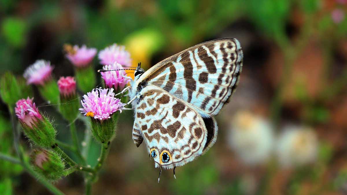 Take a Class to Do Reiki - blue butterfly on a pink flower