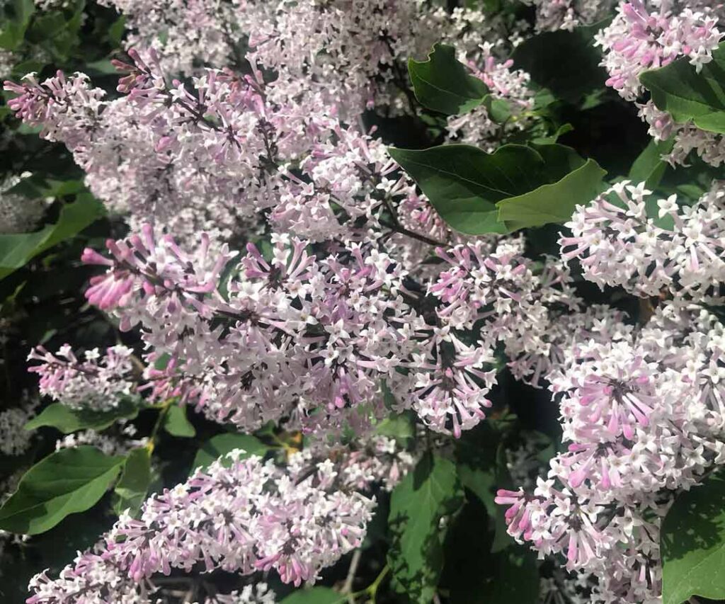 Lilac bush in the Old Town neighborhood of Chicago