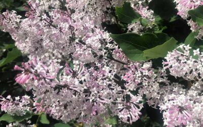 Lilacs