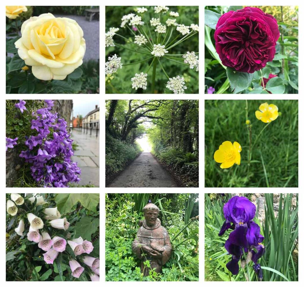 The Flowers of Glastonbury