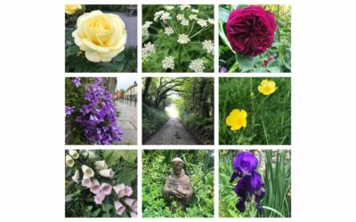 The Flowers of Glastonbury