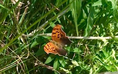 First Butterfly of the Season!