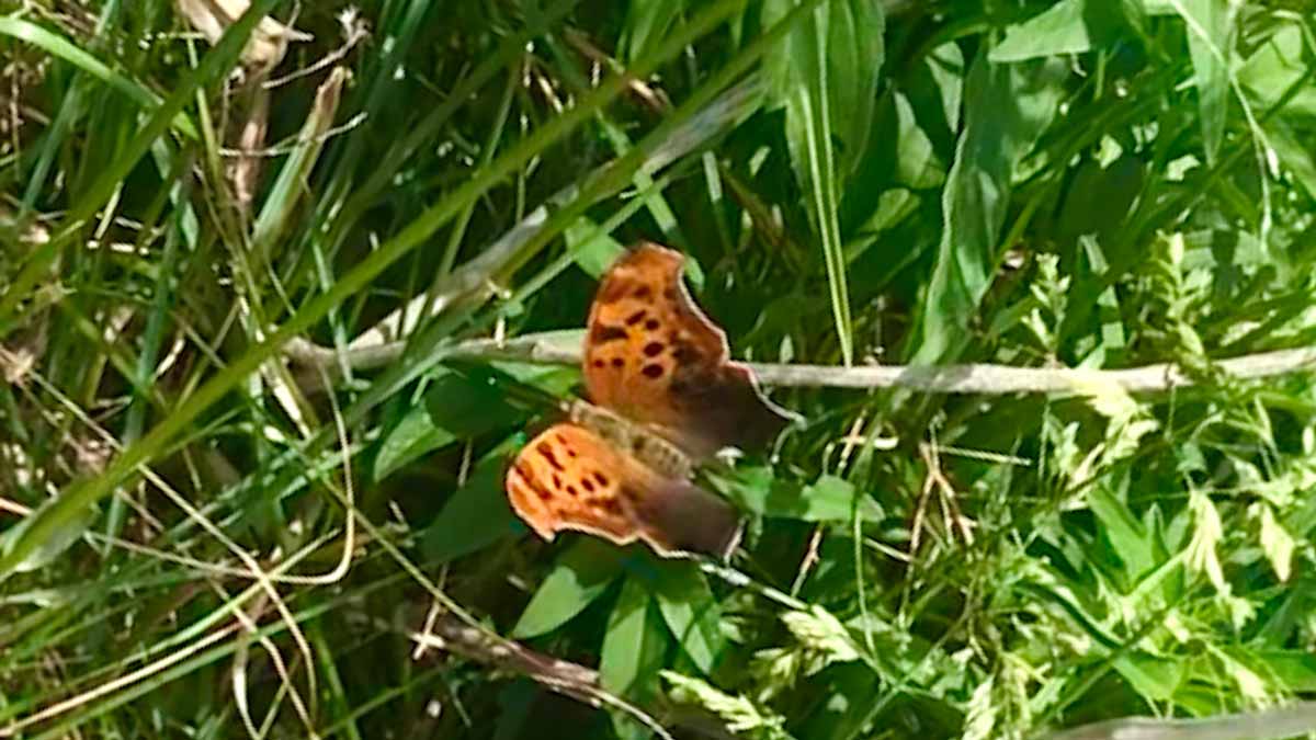 orange and black Question Mark Butterfly taken in Lincoln Park in Chicago