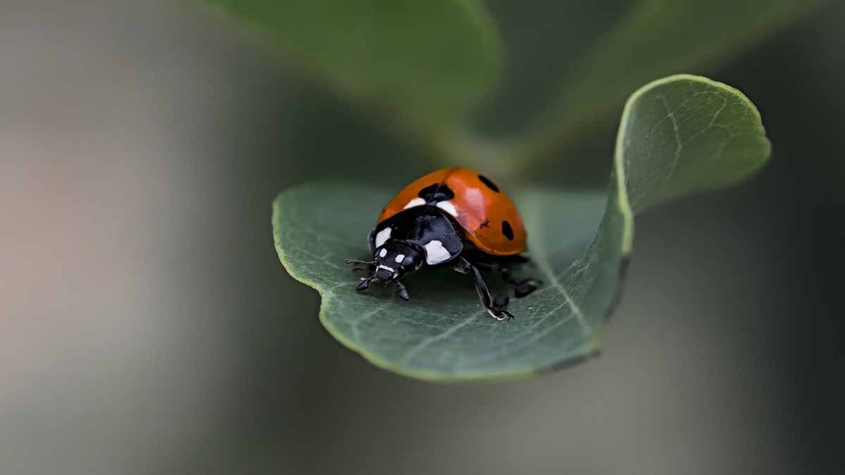 Chicago Reiki - ladybug on a green leaf