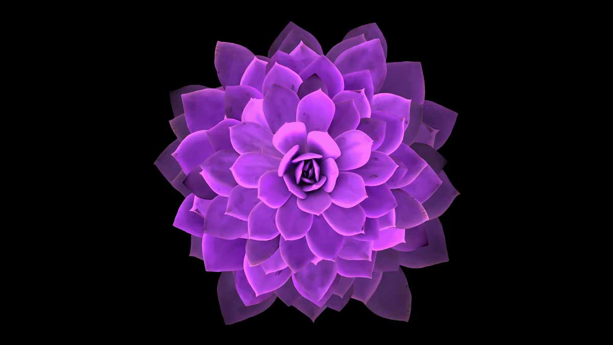 Image of purple cactus from directly above - Chicago Reiki