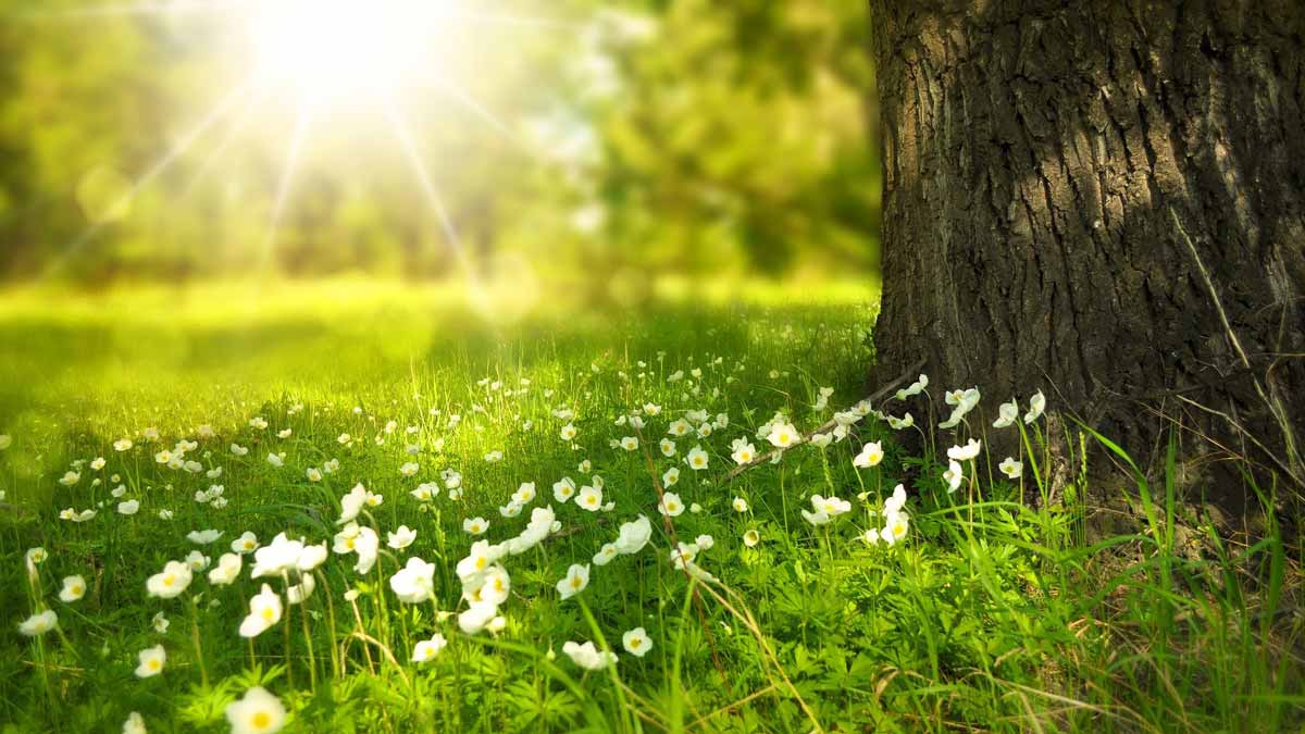 white flowers in green grass with a tree nearby with the rays of the sun shining