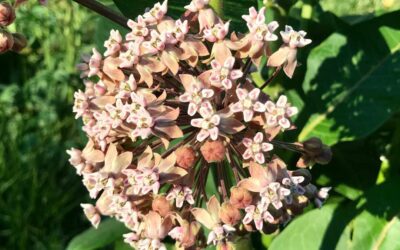 Chicago Reiki: Milkweeds