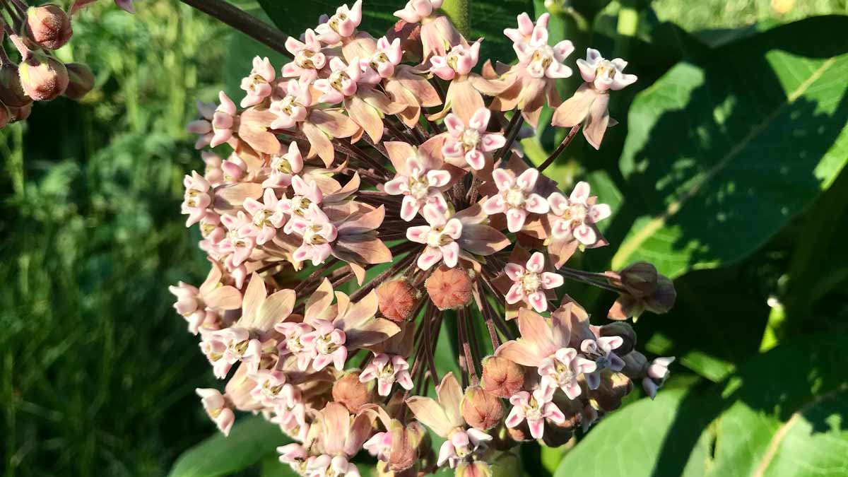 Chicago Reiki -Photo of a blooming milkweed by Jerry Mikutis in Lincoln Park Chicago on June 17th, 2021