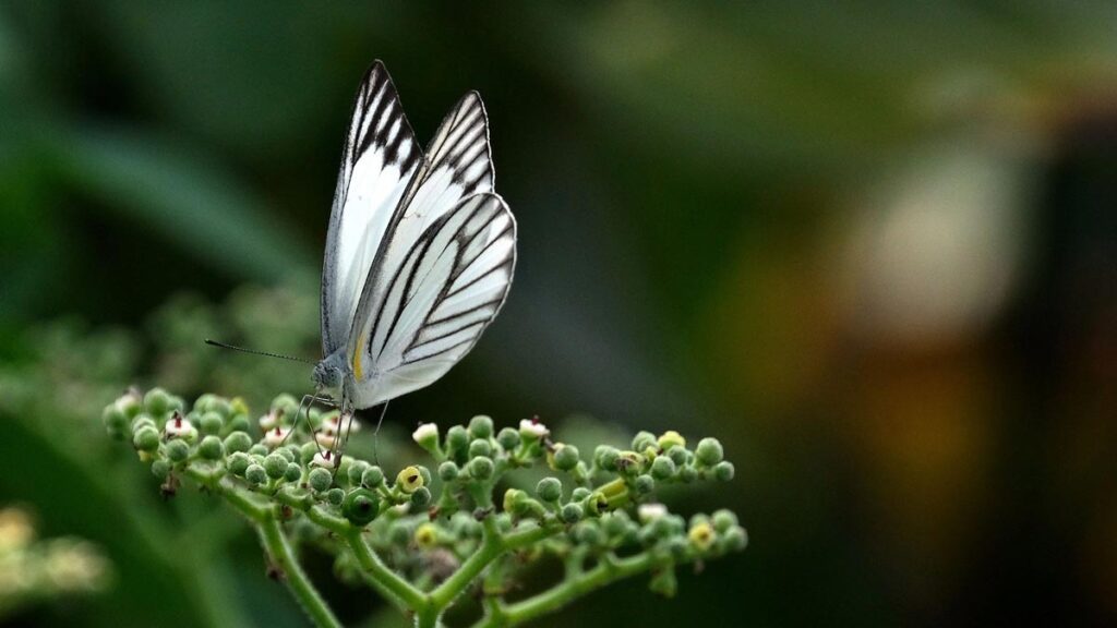 Image of western striped albatross butterfly - Chicago Reiki