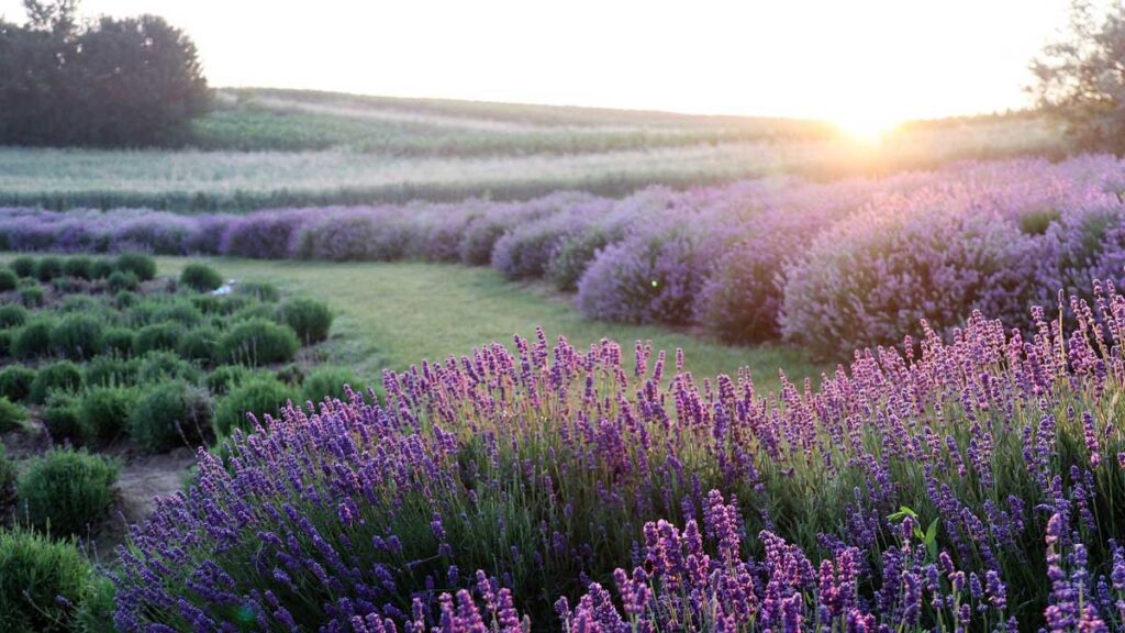 Image of a lavender field with sunlight at the horizon - Reiki Chicago: Holy Love I Experience