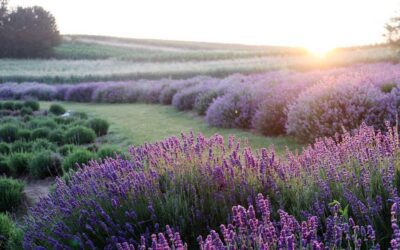 Reiki Chicago: Holy Love I Experience