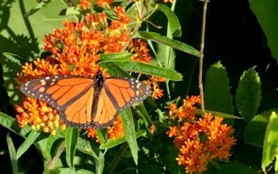 Reiki in Chicago: Monarch Butterflies