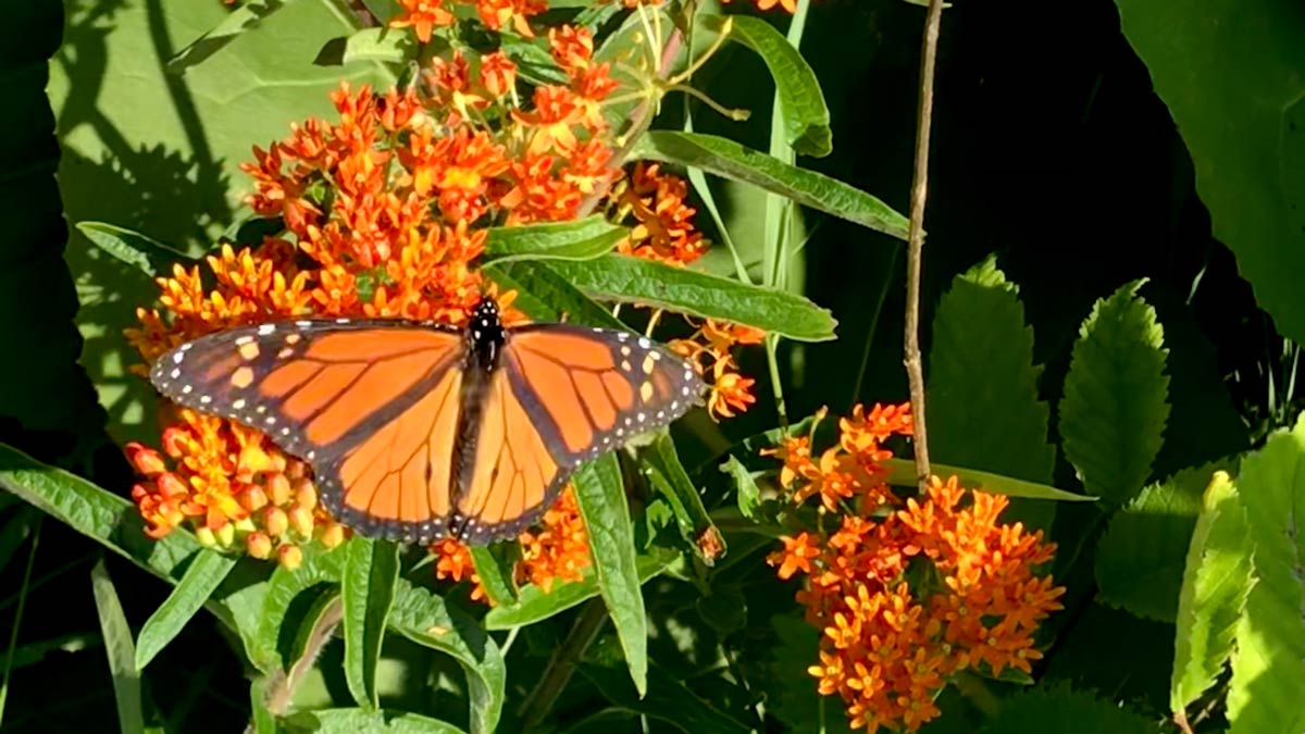 Chicago Reiki - Monarch Butterflies on orange butterflyweed