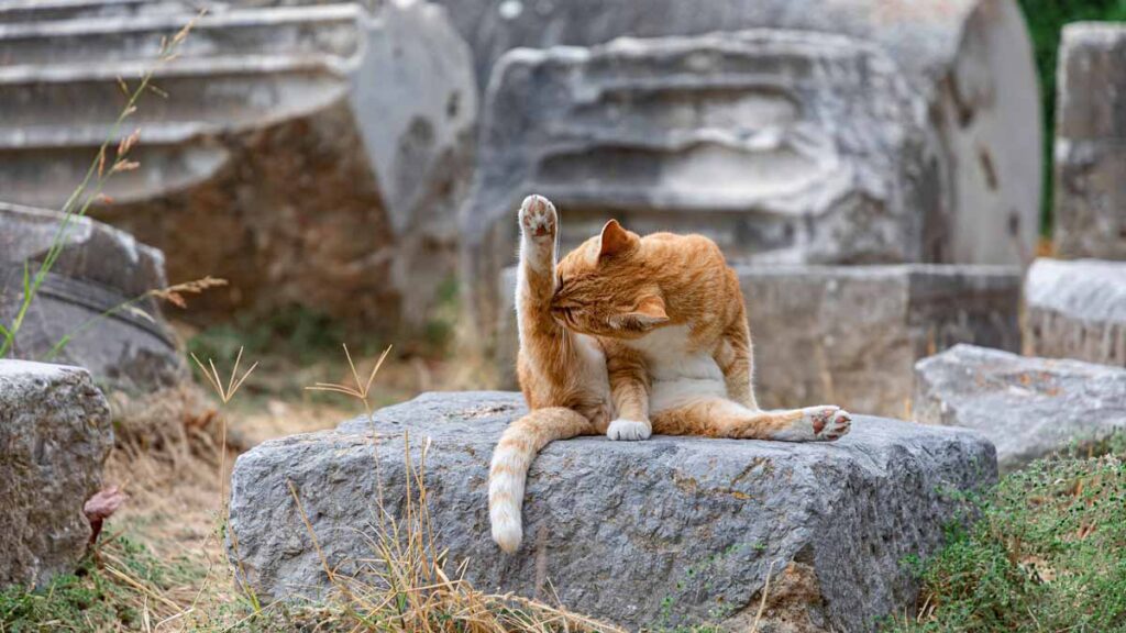 REIKI IN CHICAGO - Online Reiki and Yoga in Chicago: Help Jerry Plan this Class - Image of an orange tabby cat on a rock doing yoga, or cleaning its leg
