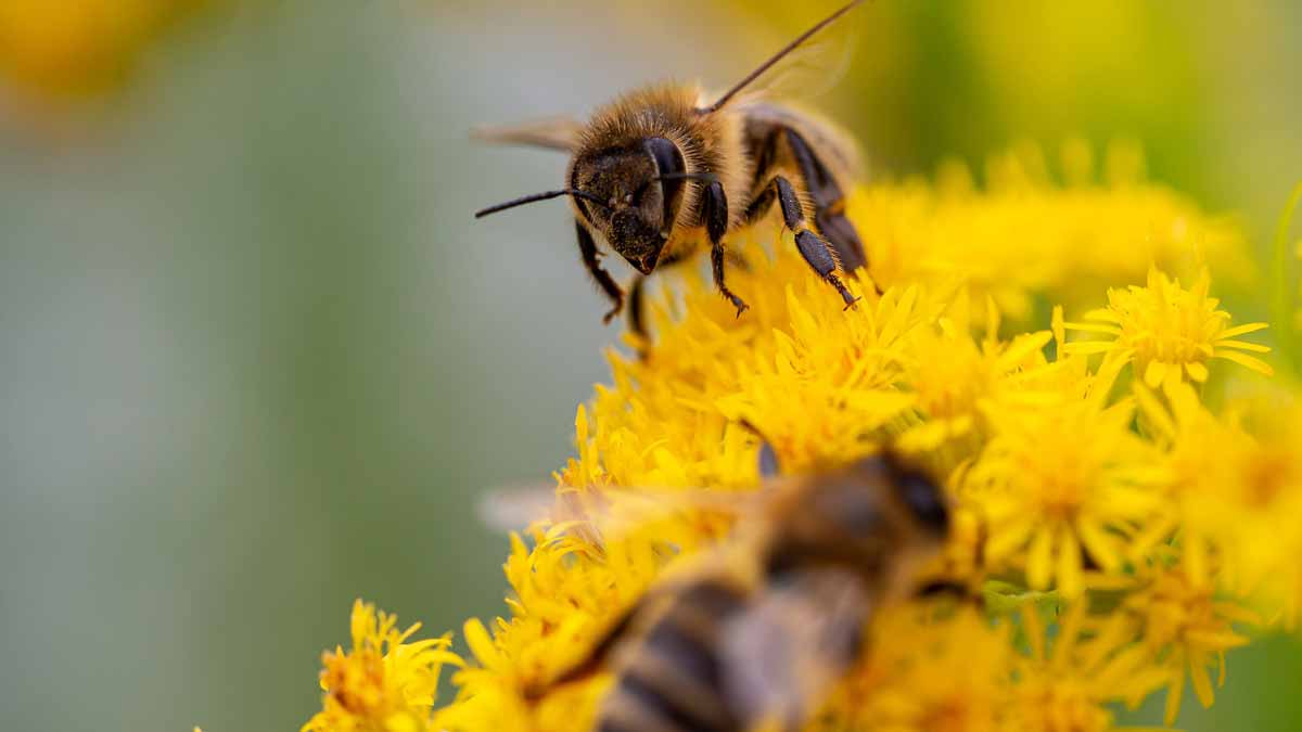 Two bees on goldenrod flowers Jerry Mikutis - Online Chicago Reiki Circle - September