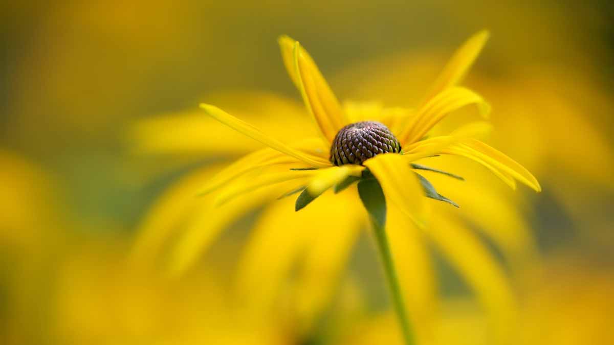 Jerry Mikutis Blog - Online Reiki Circle Chicago- photo of yellow cornflower Reiki in Chicago