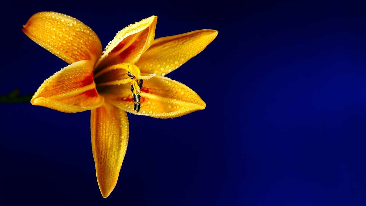Jerry Mikutis - Wednesday Meditation - Holy Love II Experience  - Chicago Reiki Meditation - orange lily flower