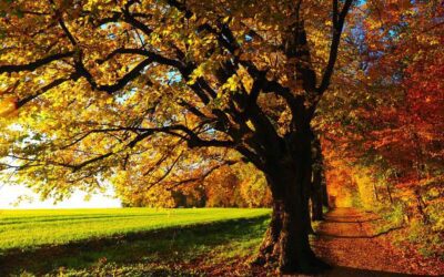 Chicago Reiki and Astrology: Autumn Equinox 2021