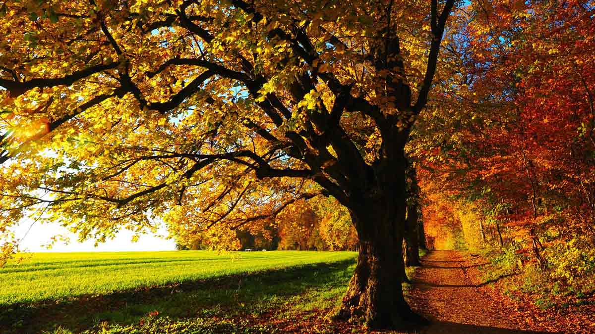 Jerry Mikutis Chicago Reiki and Astrology Photo of a tree in early autumn with the leaves starting to change. Autumn Equinox 2021