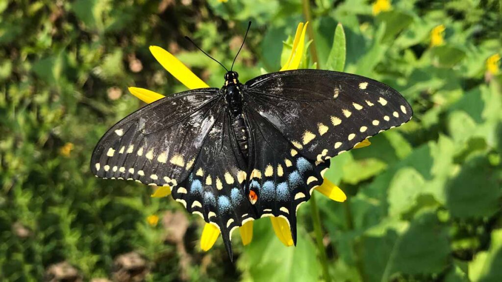 Jerry Mikutis Chicago Reiki - male black eastern swallowtail butterfly by South Pond in Lincoln Park Chicago