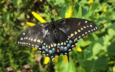 Chicago Reiki: Black Swallowtail Butterflies