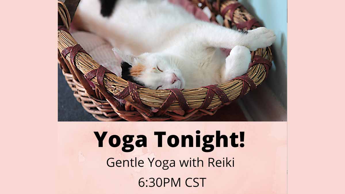 Jerry Mikutis - Chicago Yoga and Reiki - Gentle Yoga with Reiki - cat in a basket, sleeping