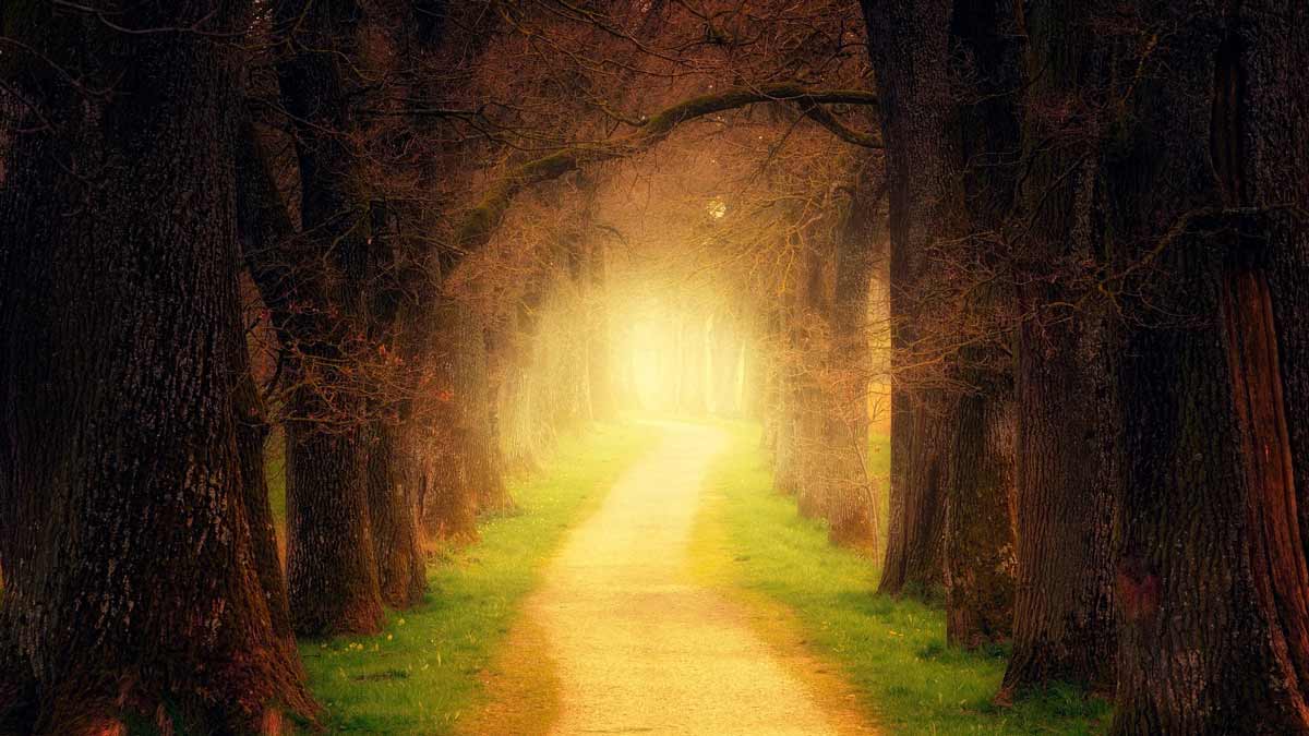Jerry Mikutis - a path in a forest in the fall - Chicago Reiki - Online Reiki Circle