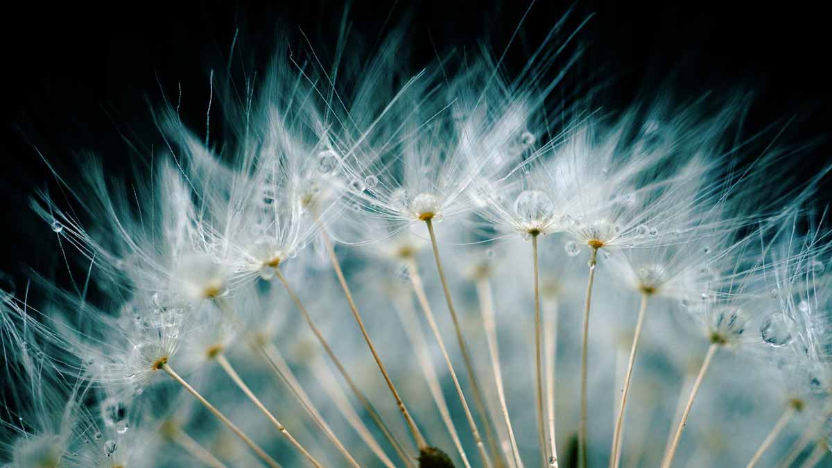 Jerry Mikutis - Reiki Chicago - Online Circle November 8th - dandelion flower