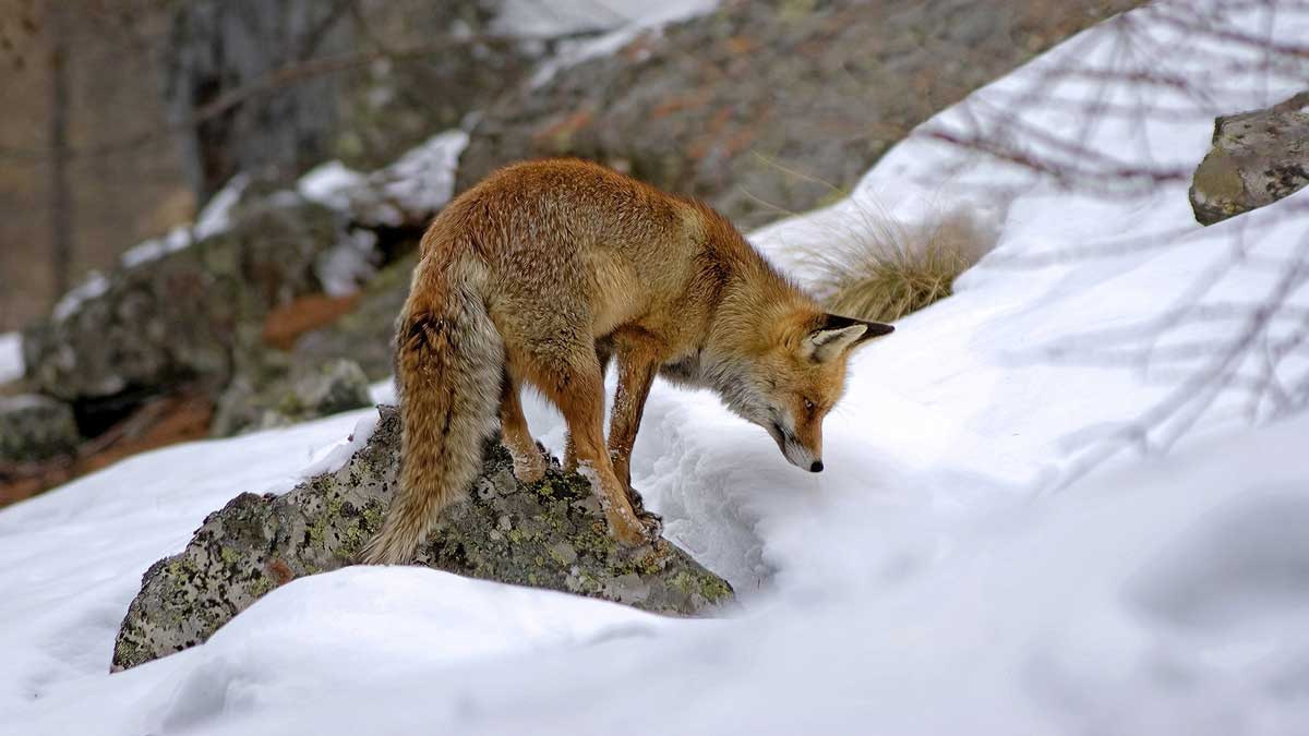 Jerry MIKUTIS - Chicago Reiki - red fox in the snow