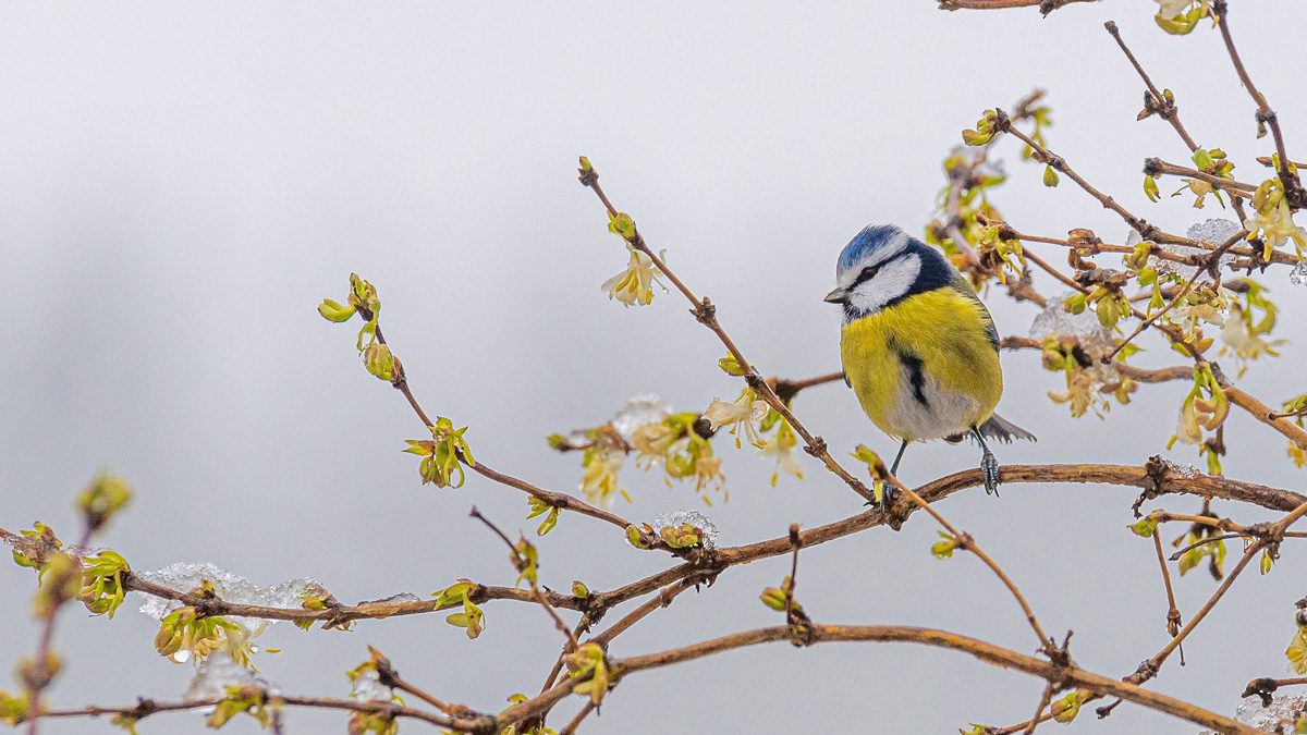 Jerry Mikutis - Chicago Reiki 1 & 2 Online Certification Class - bird in tree branches