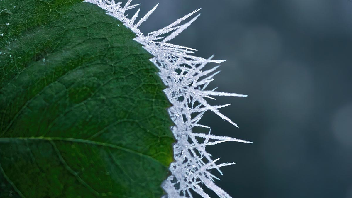 Jerry Mikutis - Chicago Reiki Circle - rose leaf with frost
