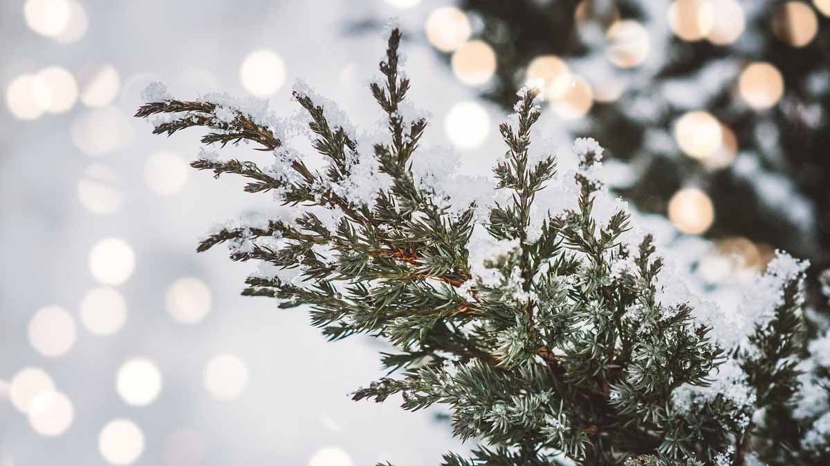 Jerry Mikutis - Reiki Circle Chicago - fir tree branch in the winter snow