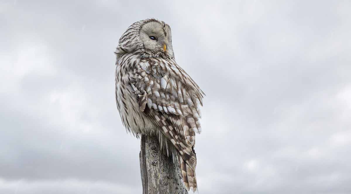 Jerry Mikutis - Chicago Reiki: How long do the effects of a Reiki session last - Image of an owl sitting on a post in a snowy environment