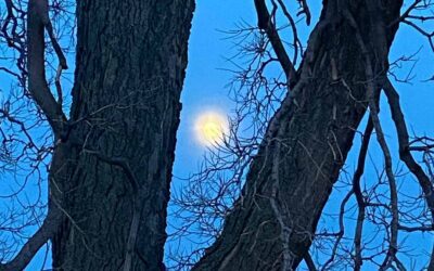 Chicago Reiki and Astrology Meditation: Full Moon in Leo 2022