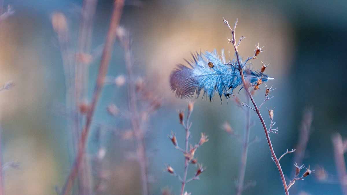 Jerry Mikutis - Reiki Circle Chicago - Bluejay feather falling to the ground