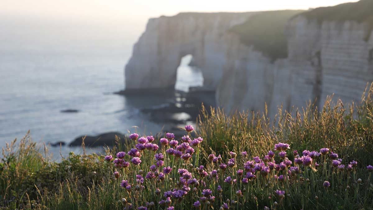 Jerry Mikutis - Reiki Circle Chicago - flowers on a cliff overlooking the sea