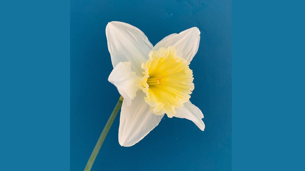 Jerry Mikutis - Chicago Online Reiki Circle - Daffodil