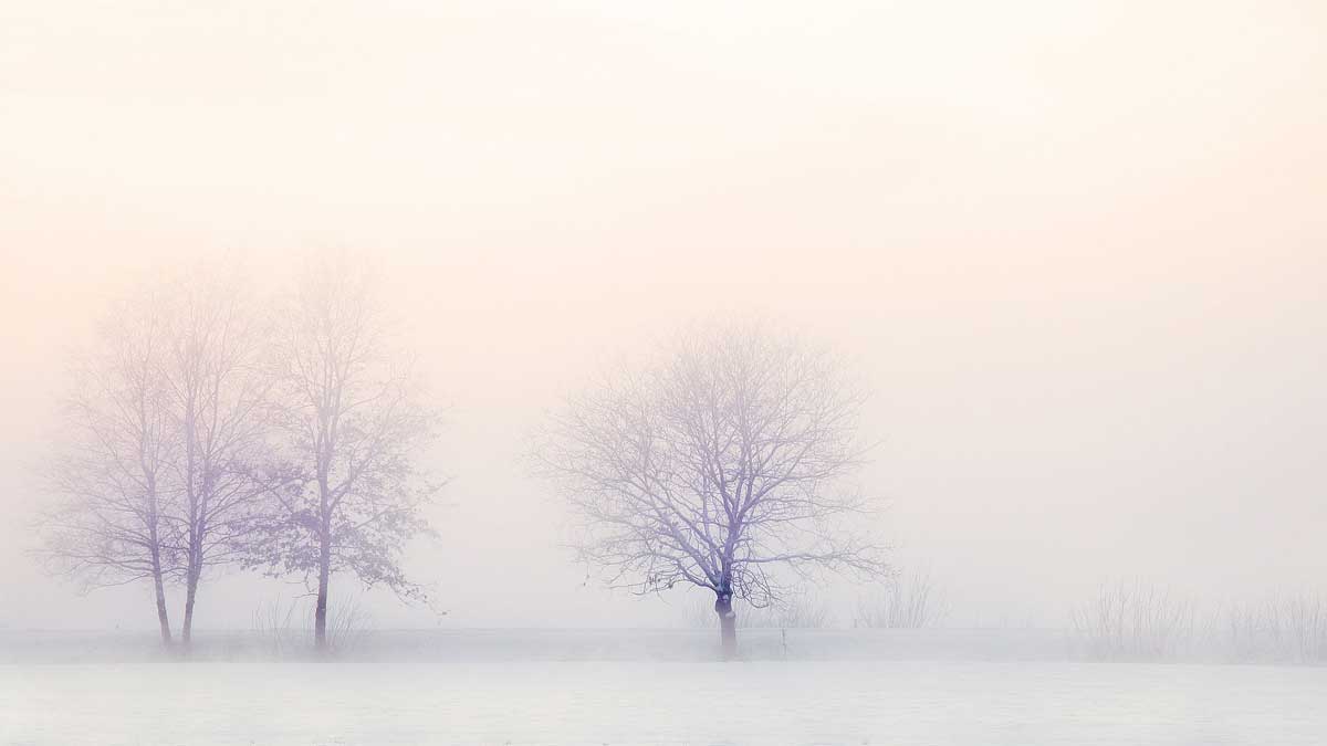 Jerry Mikutis - Reiki Circle Chicago - leafless trees in a snowy field