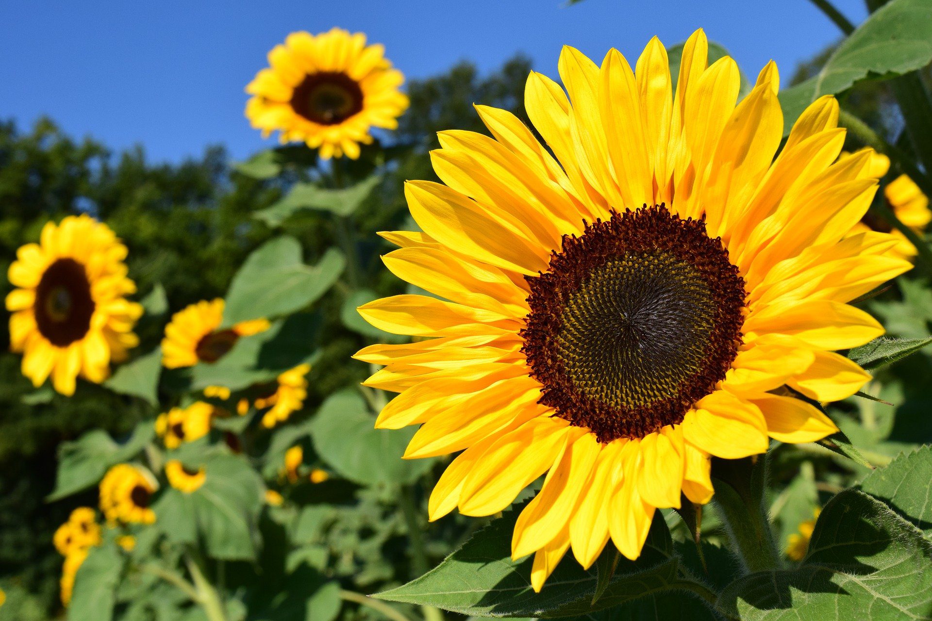 Chicago Reiki Meditation - Prayers of Peace for Ukraine and the World - Sunflowers in the field
