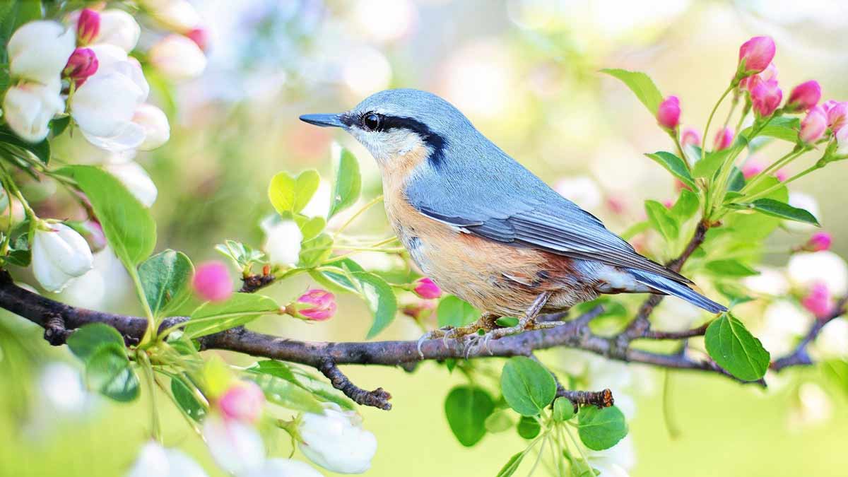 Jerry Mikutis - Chicago Online Reiki Circle - Blue jay on a Tree branch in spring