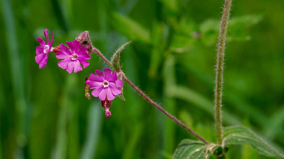 Jerry Mikutis - Online Reiki Chicago Circle - carnations in a open field