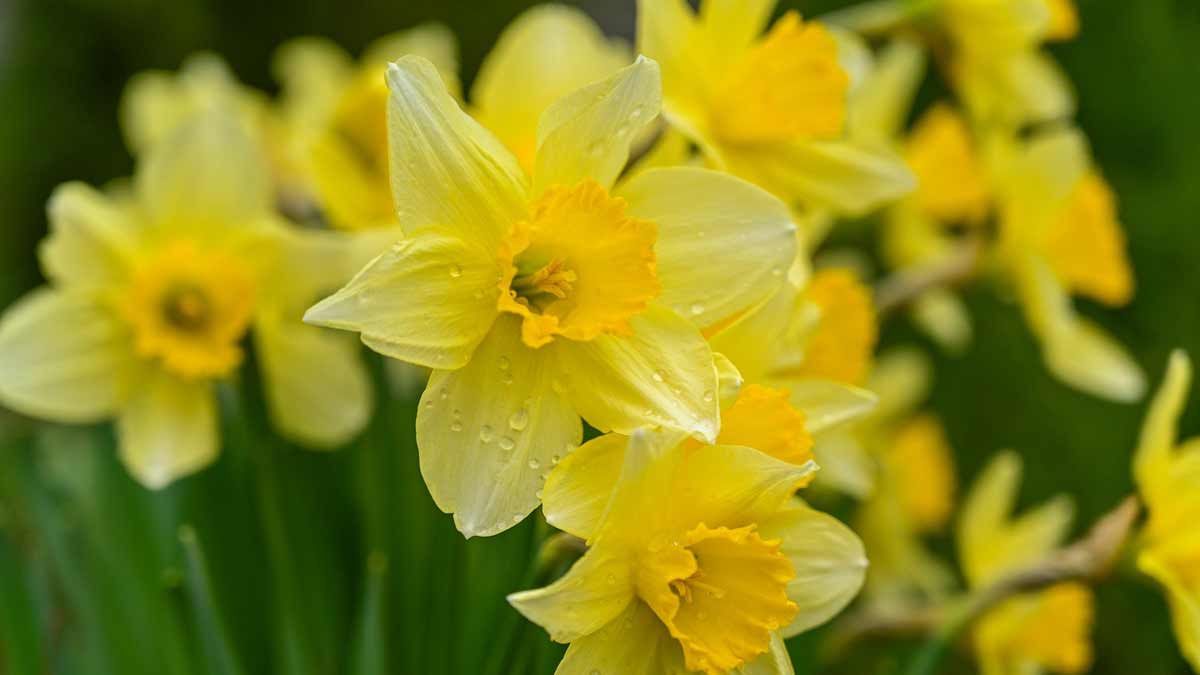 Jerry Mikutis - Online Reiki Chicago Circle - wild daffodils