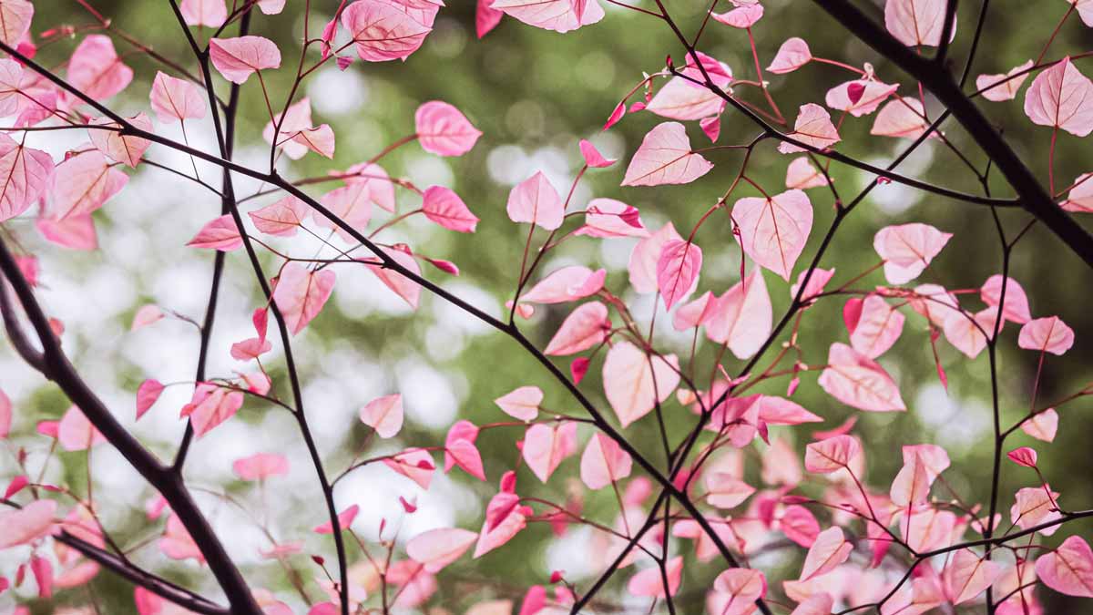 Chicago Reiki Mediation - The Pink Light of your Heart on LearnItLive - Heart shaped pink tree leaves stock photo